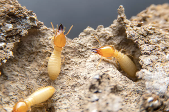 Méthodes anti-termites efficaces pour élimination définitive de termites dans la maison dans le Bassin d'Arcachon en Gironde (33)