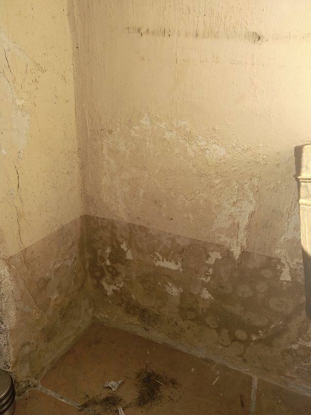 Exterminer les capricornes insectes destructeur de bois dans les maisons en bois à Biscarrosse dans les Landes (40)