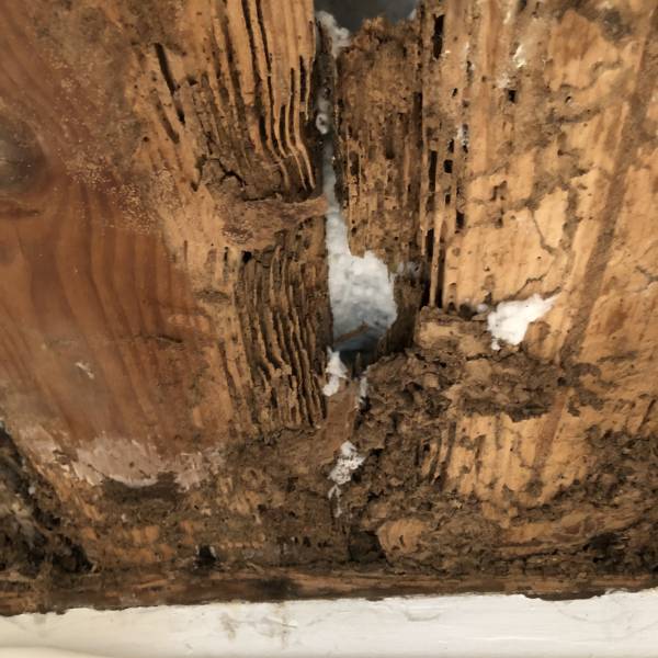une entreprise experte dans l'élimination des termites à Biscarrosse dans les Landes