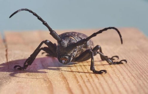 Insectes à larves xylophages dans les Landes et sur le Bassin d'Arcachon: qui sont-ils et comment s’en débarrasser?