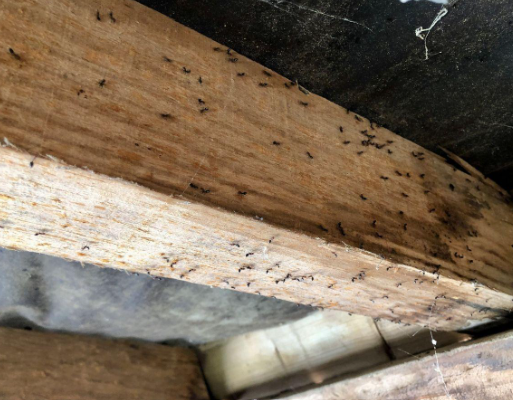  Traitement des fourmis charpentières dans une maison à Morcenx ?