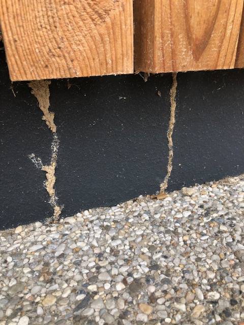 Éliminer les termites sur votre propriété dans les Landes?