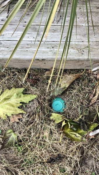 Dispositif Sentri Tech : une solution efficace et définitive contre les termites à Mimizan dans les Landes