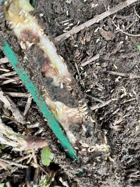 traitement contre les termites à Mimizan dans les Landes