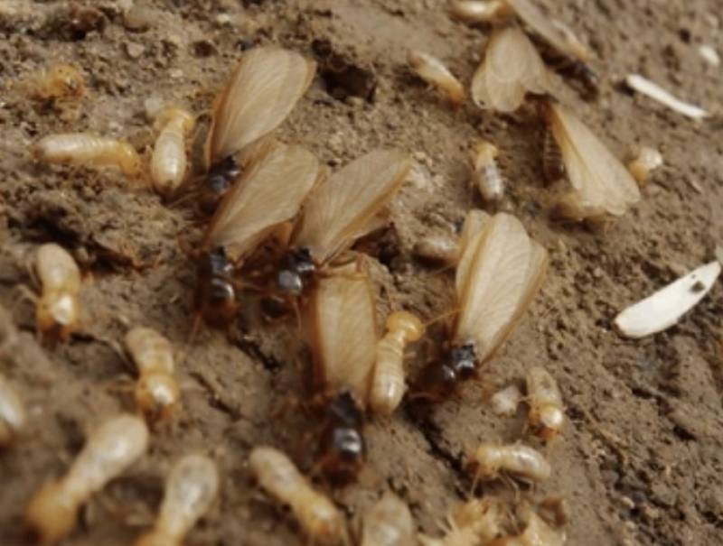 Essaimage des termites au printemps dans les Landes