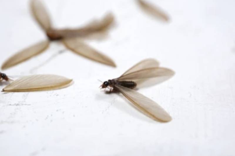 La reproduction des termites au printemps dans les Landes 