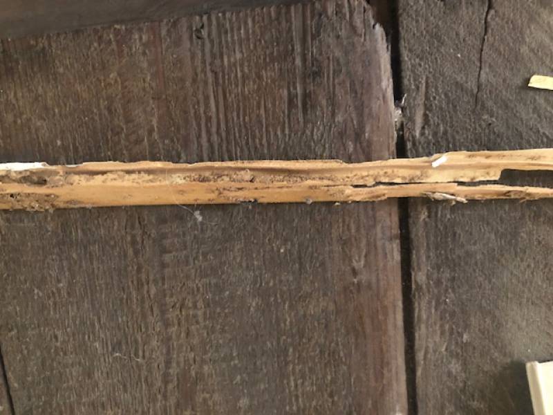 Experts pour éliminer des termites dans mon échoppe de Bordeaux
