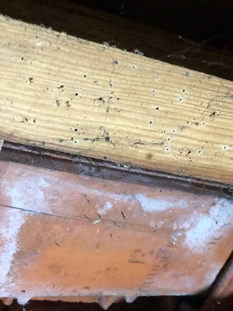 traitement contre les vrillettes et capricornes dans une maison à Léon