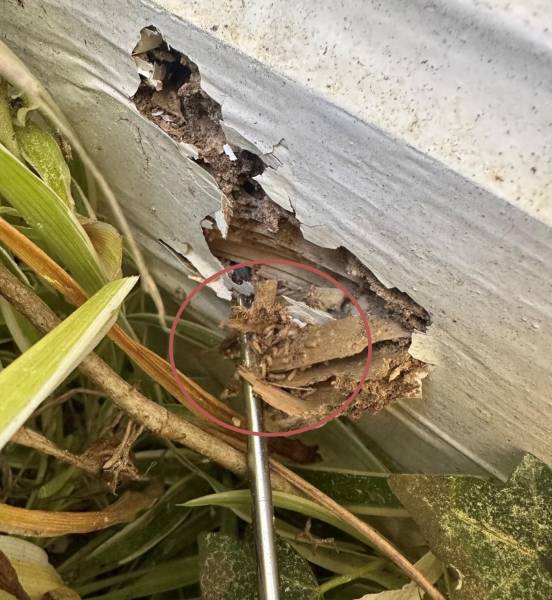 Traitement anti termites par un professionnel dans les Landes