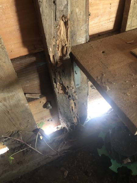Des termites dans cabanon bois à Soustons dans les Landes