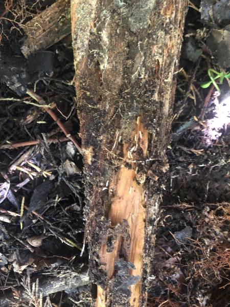 activite de termites dans des bois au sol à Soustons dans les Landes