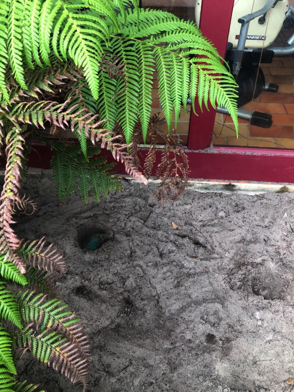 Traitement anti termite à Biscarrosse