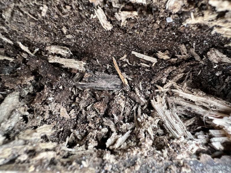 Traitement contre les termites dans les Landes - Entreprise SOLUTIONS TERMITES HABITAT