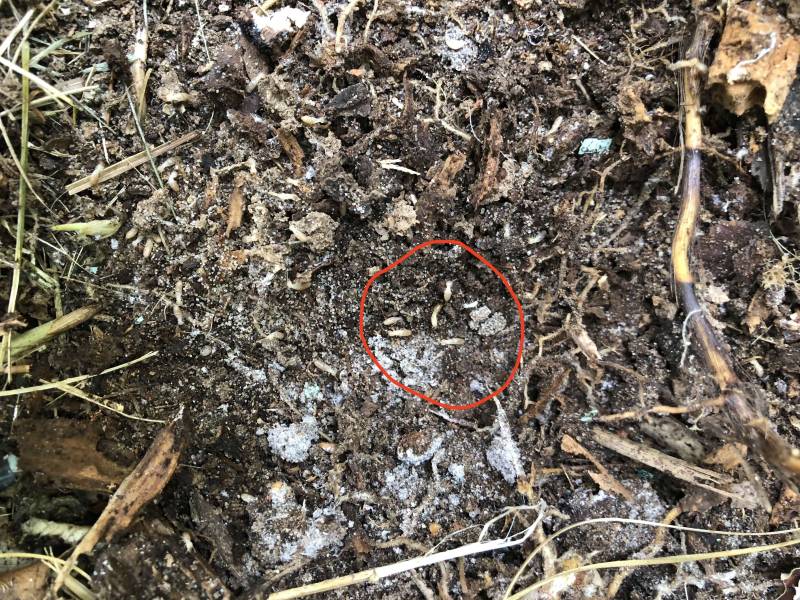 traitement anti termites a Mont de Marsan
