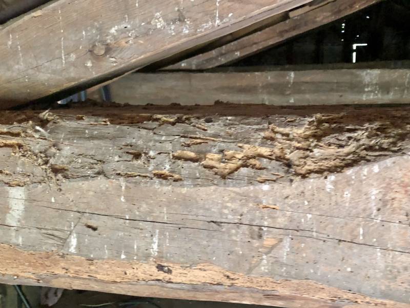 Traitement des bois contre les insectes à Saint Paul et Dax dans les Landes
