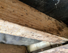 Notre zone d'activité pour ce service Exterminer les capricornes insectes destructeur de bois dans les maisons en bois
